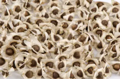 500x328