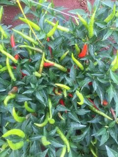IMG_1944
