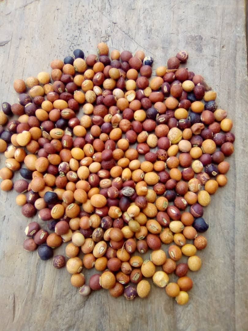 RED PIGEON PEA